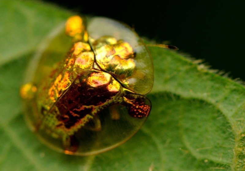Насекомые новой Каледонии золотой Жук