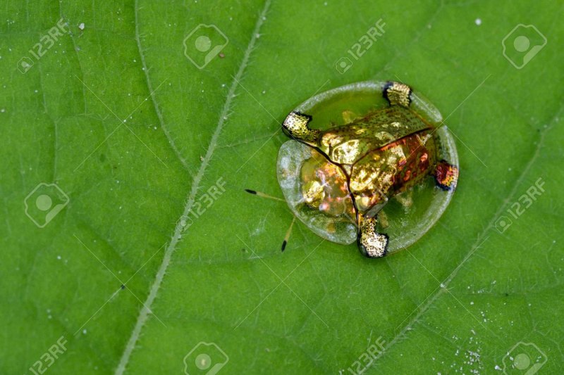 Жук хемисферота Цианеа