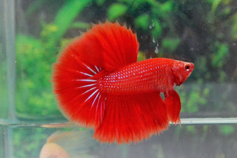 Петушок Бетта Спленденс