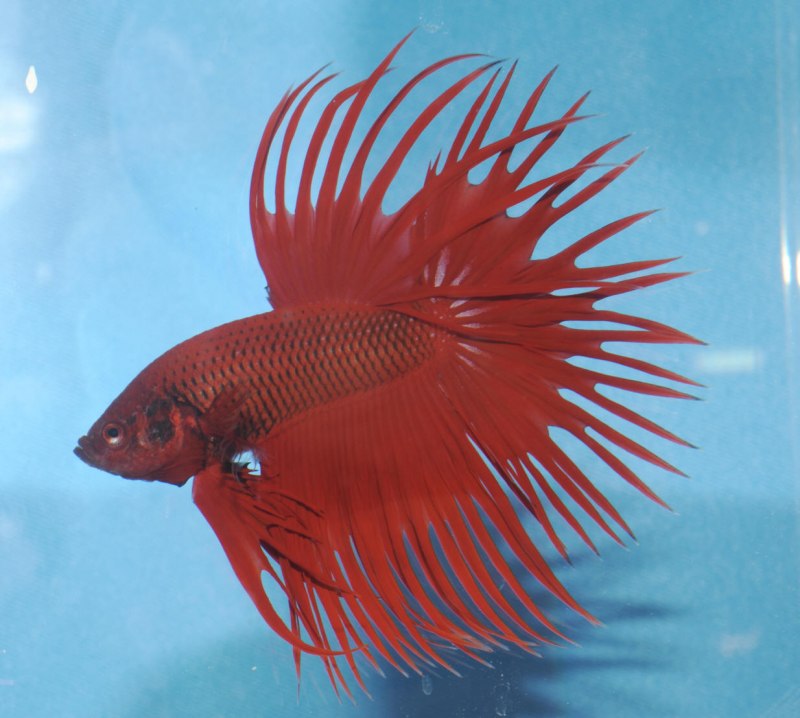 Сиамский петушок аквариумная рыбка