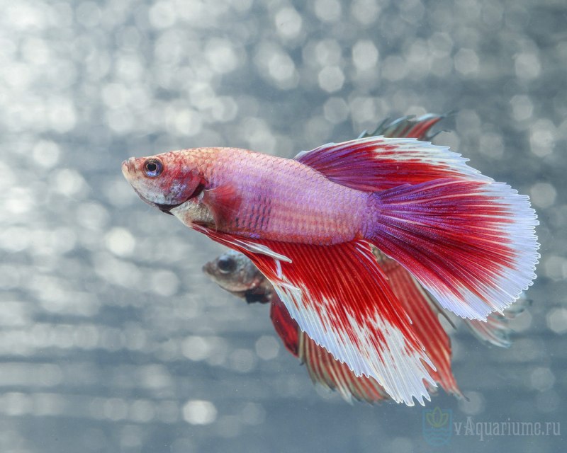 Петушки бойцовые рыбки Бетта