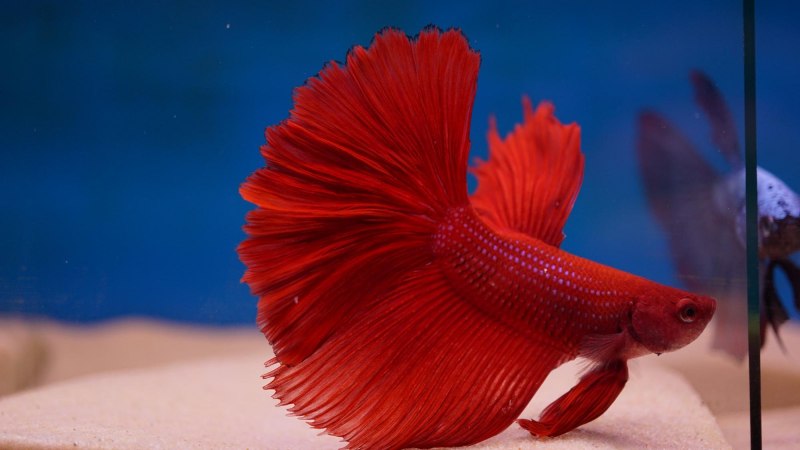 Петушок Халфмун красный