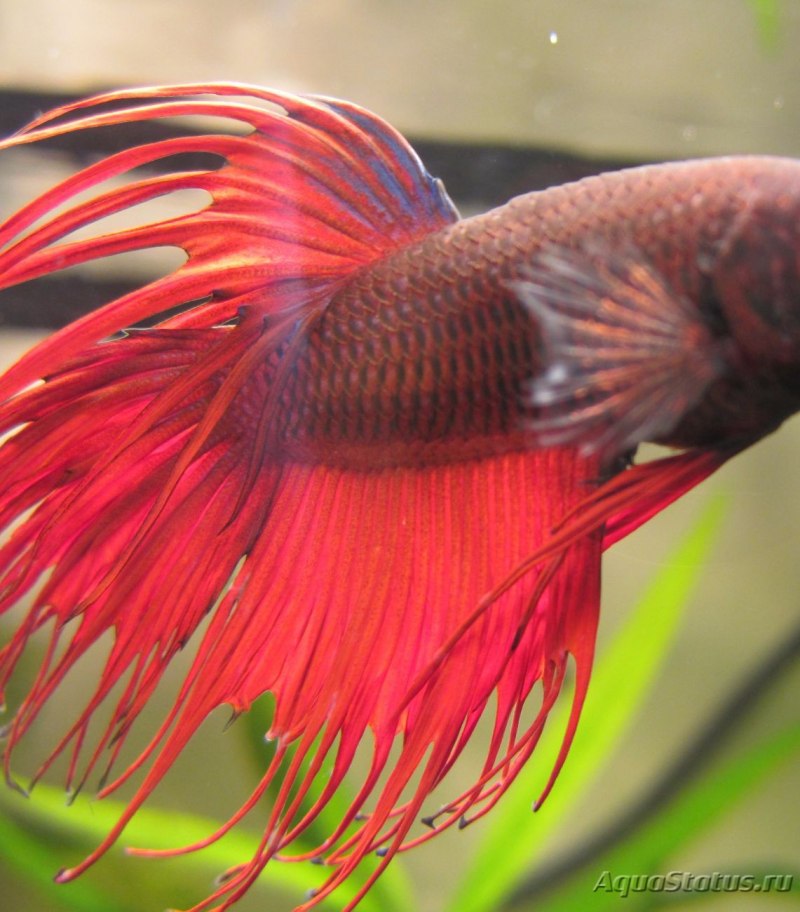 Двухвостый петушок аквариумная рыбка