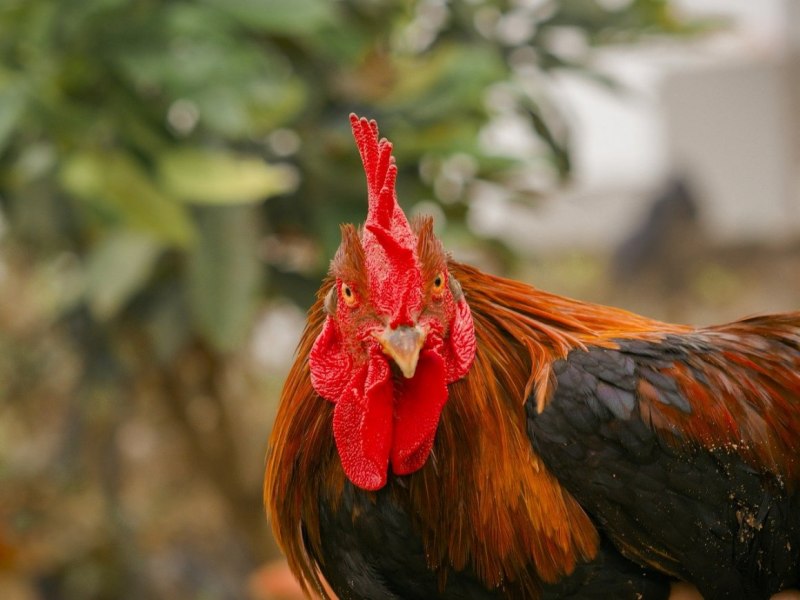 Славянский петух