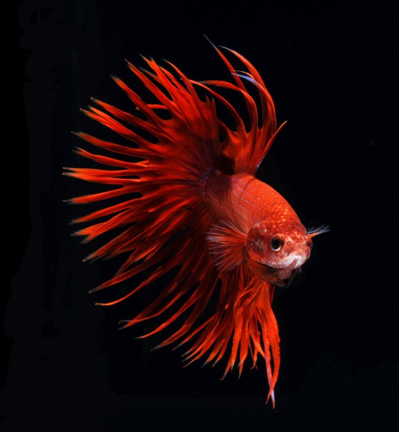 Красивая красная рыба