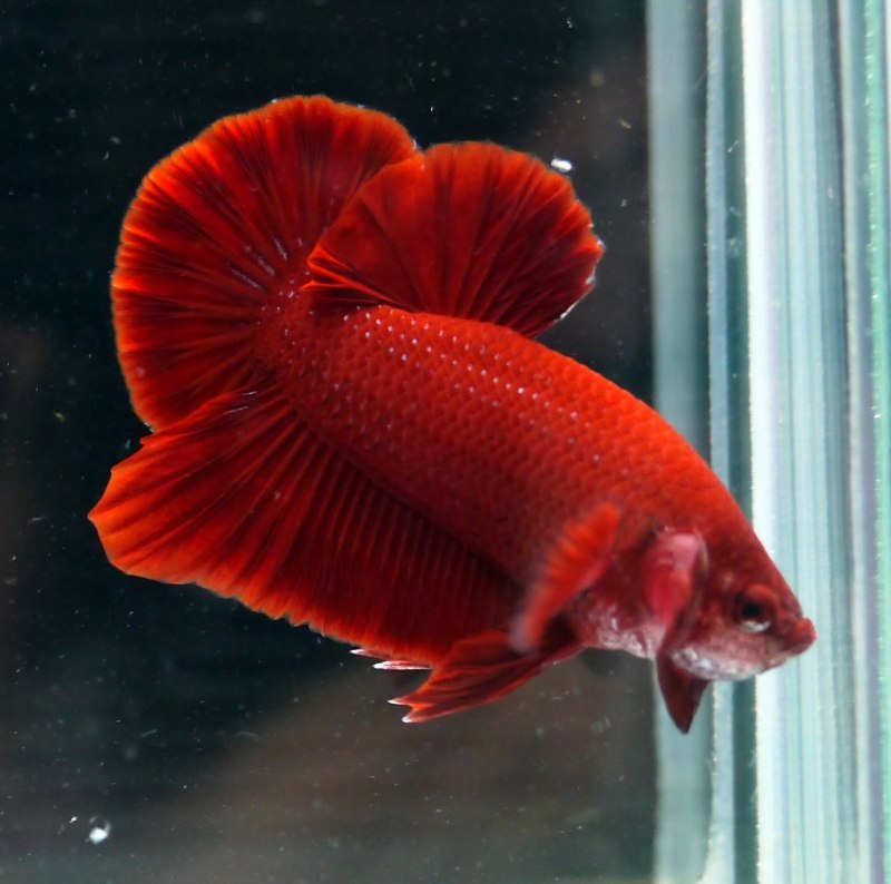 Петушок хальфмун