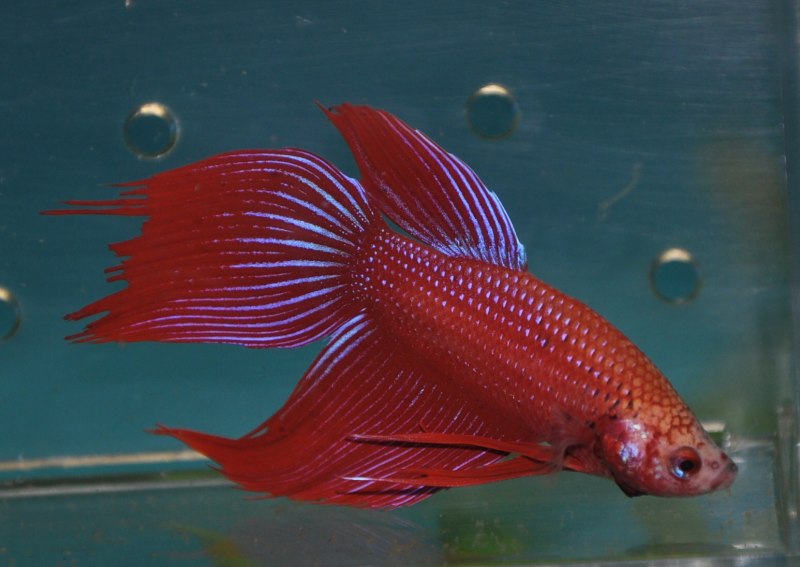 Бойцовая рыбка сиамский петушок