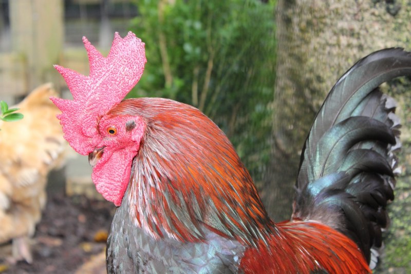 Рыбка петушок двухвостый