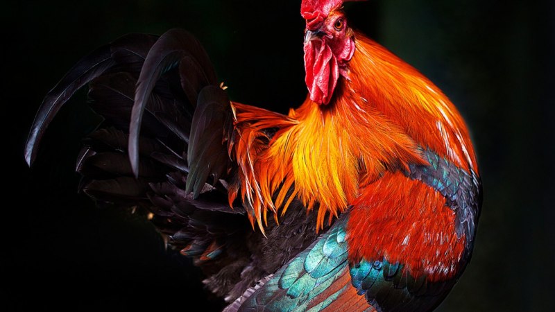 Гребень петуха