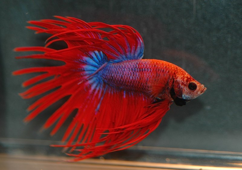 Петушок вуалевый красный