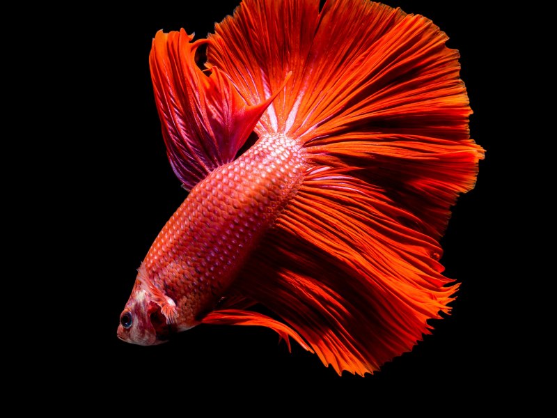 Сиамский петушок вуалехвост