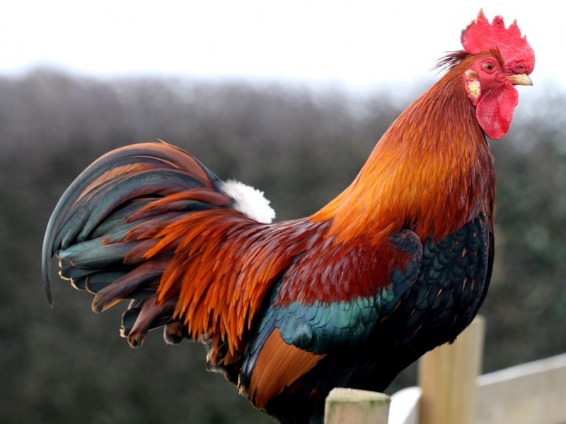 Рыжий петух