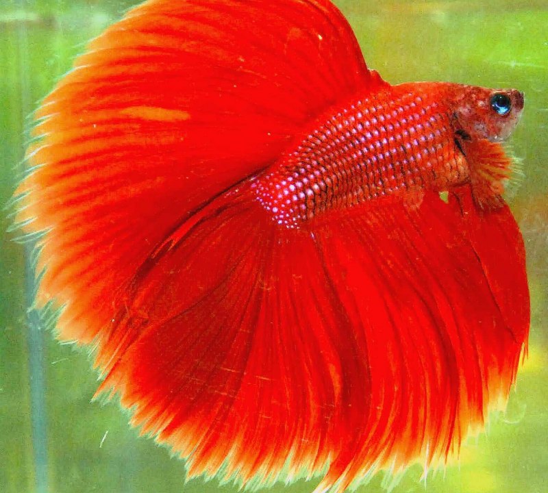 Род-Айленд порода