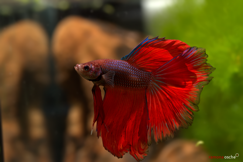 Петушок коронохвостый аквариумная