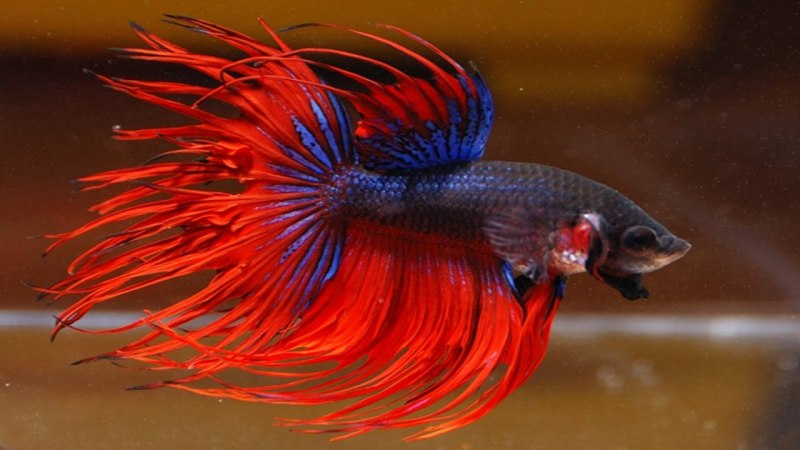 Черный петух с красным гребнем