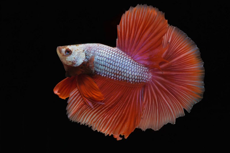 Огненно-рыжий петух