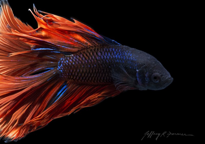 Рыбка петушок вуалевый самка