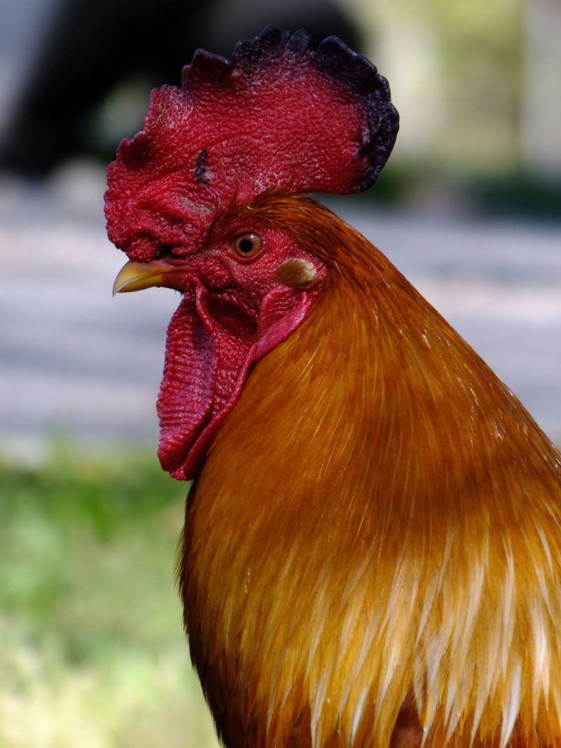 Когут птица