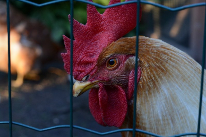 Петушки бойцовые рыбки Бетта