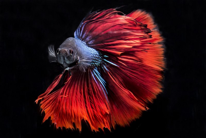 Огненно-рыжий петух