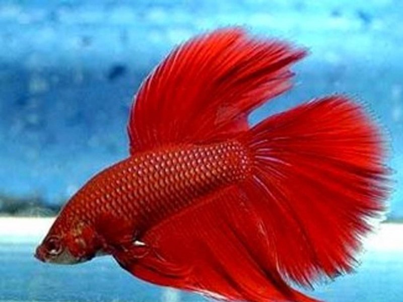 Глазунов красный петух