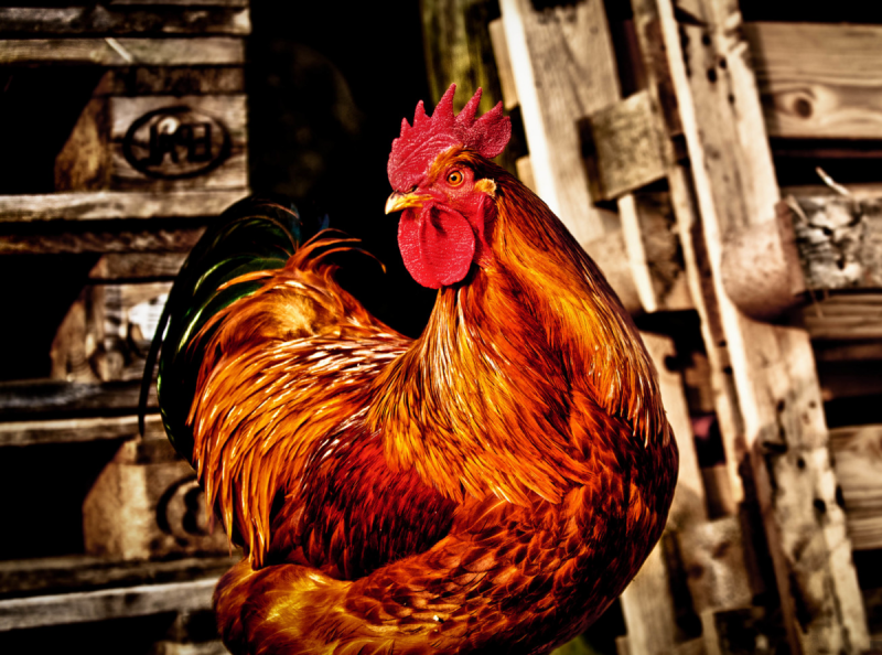 Петухи много