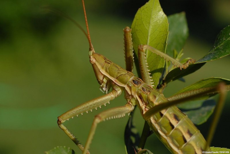 Кузнечик Дыбка