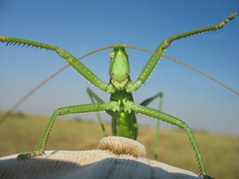 Степная Дыбка Ставропольского края