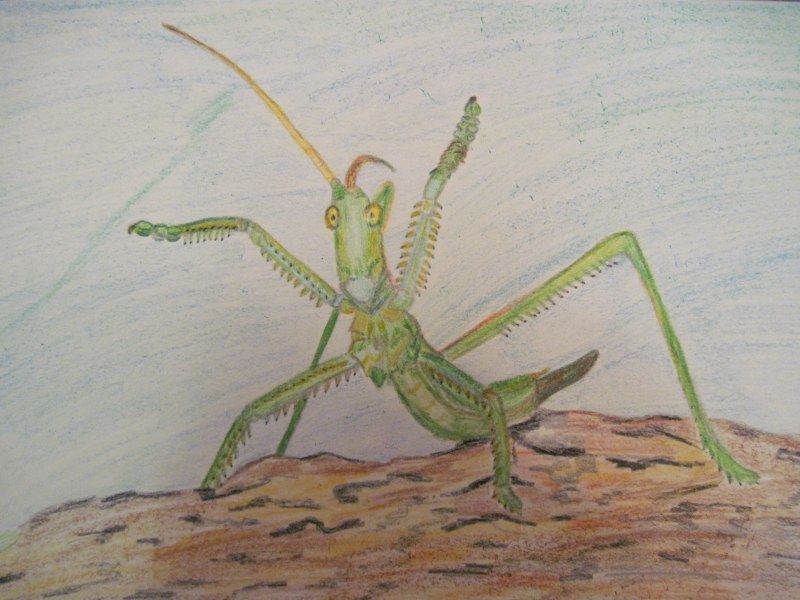 Дыбка Степная красная книга