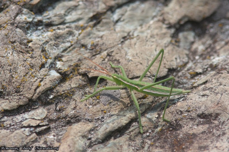 Бражник Дыбка Степная