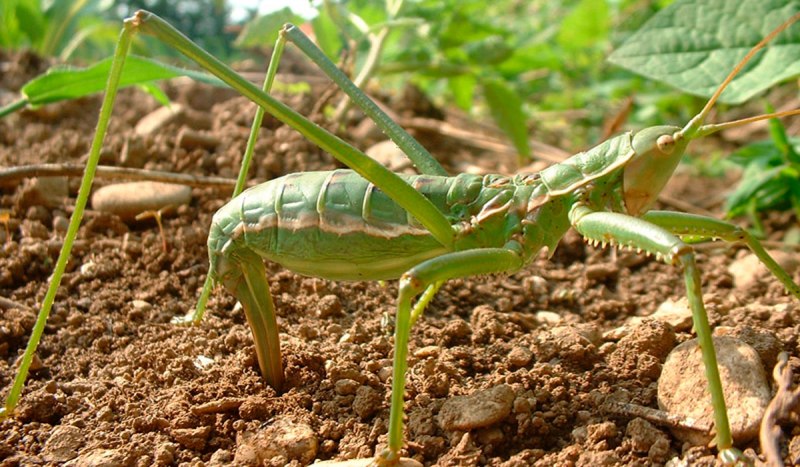 Крупный кузнечик Степная Дыбка