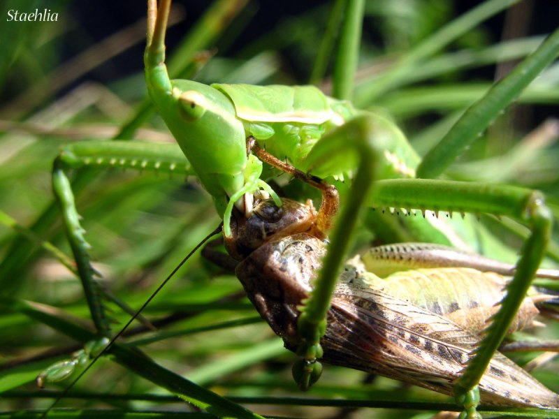 Степная Дыбка личинки