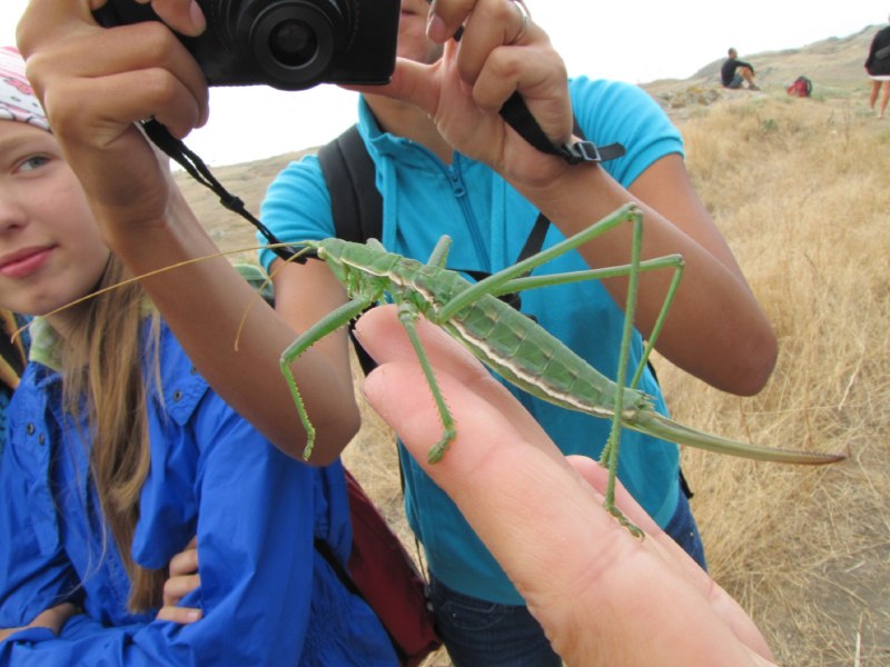 Крупный кузнечик Степная Дыбка