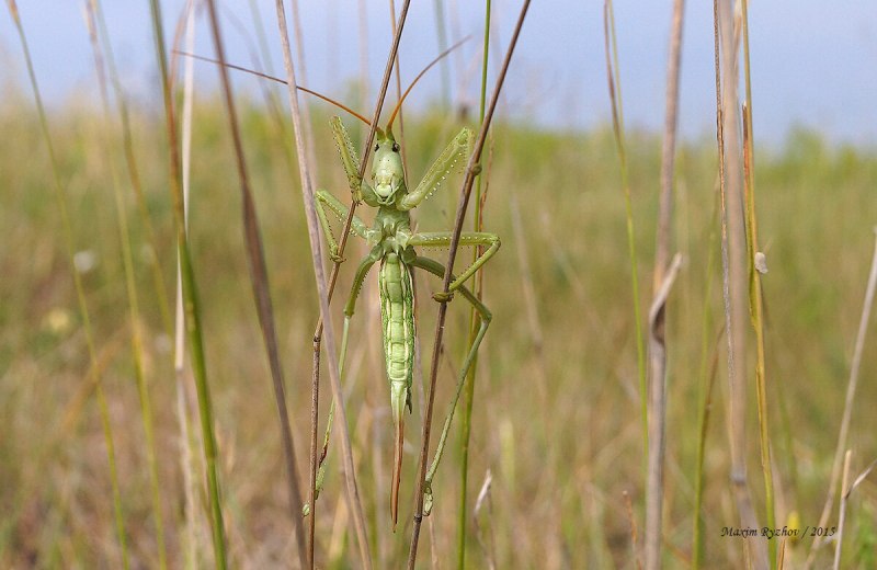 Кузнечик Дыбка