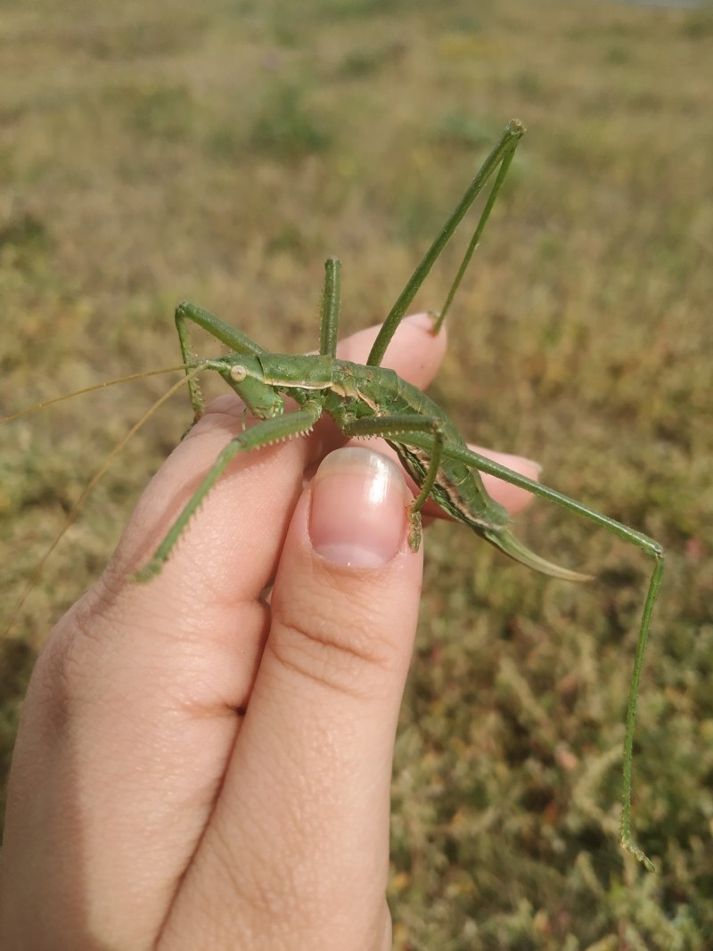 Кузнечик Степная Дыбка