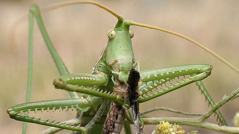 Кузнечик Степная Дыбка