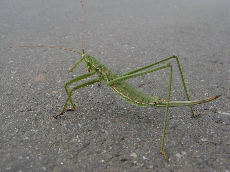 Кузнечик Степная Дыбка