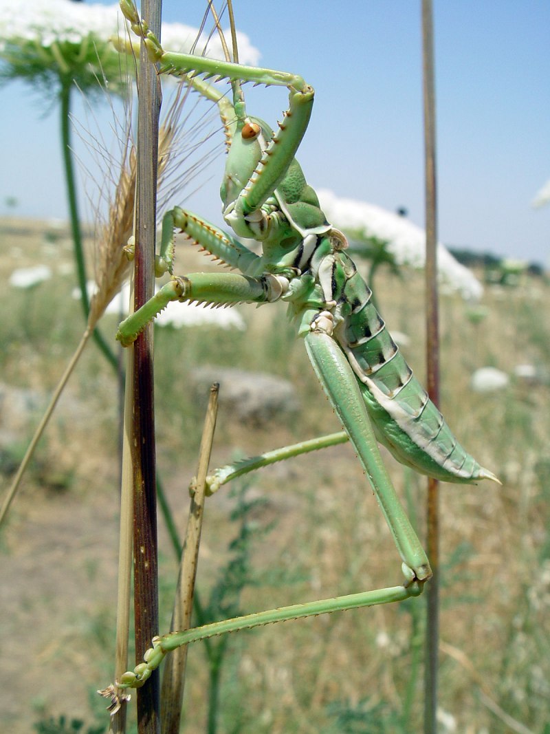 Кузнечик Дыбка