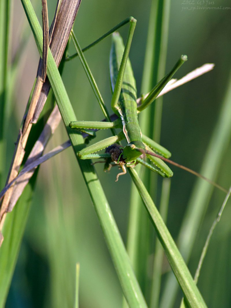 Кузнечик Степная Дыбка
