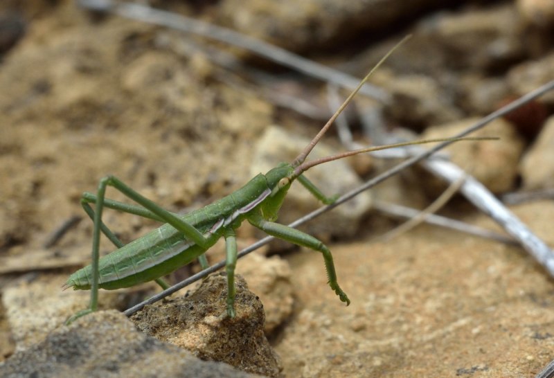 Хищный кузнечик Дыбка Степная