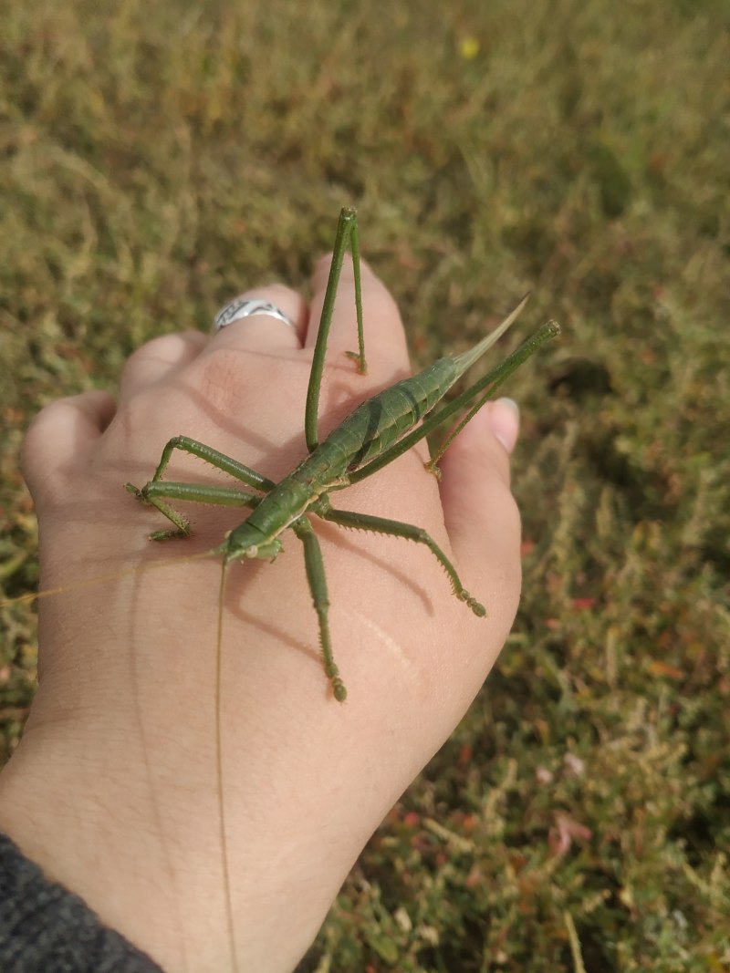 Насекомое Дыбка Степная