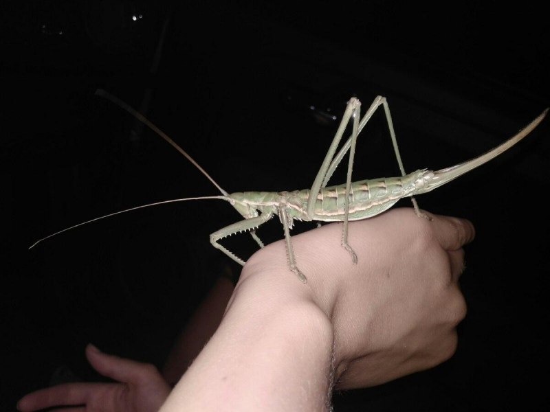 Гигантская Степная Дыбка