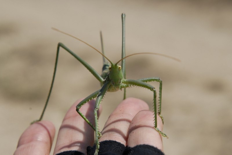 Пилкохвіст український
