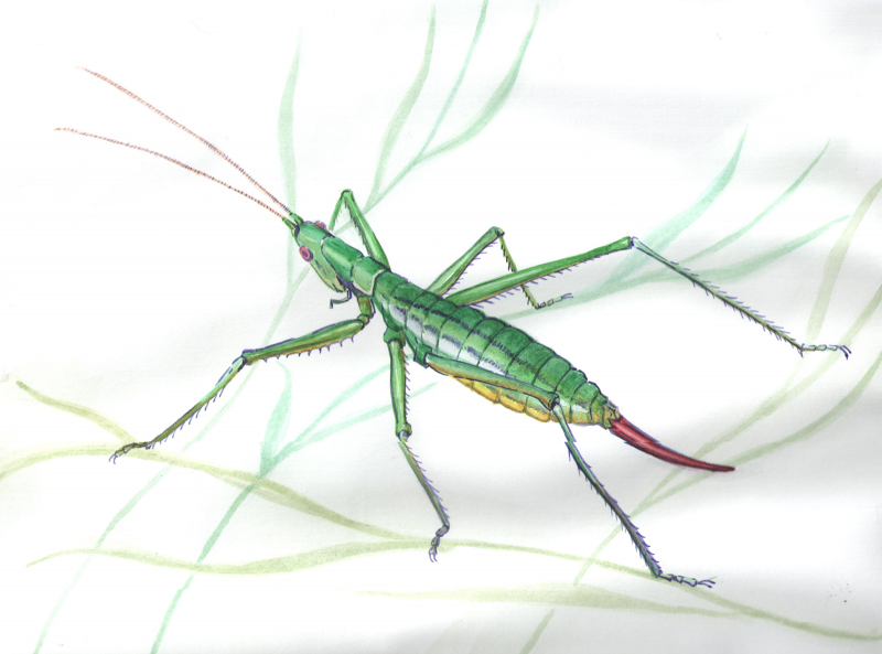 Дыбка Прямокрылые