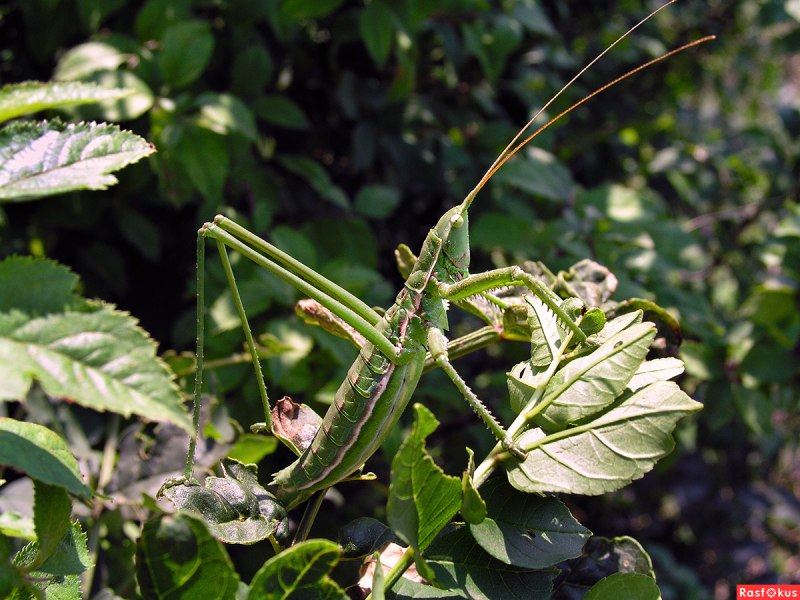 Самый крупный кузнечик России