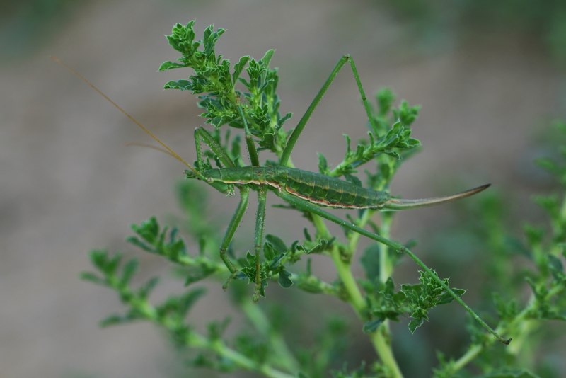 Дыбка с рогами