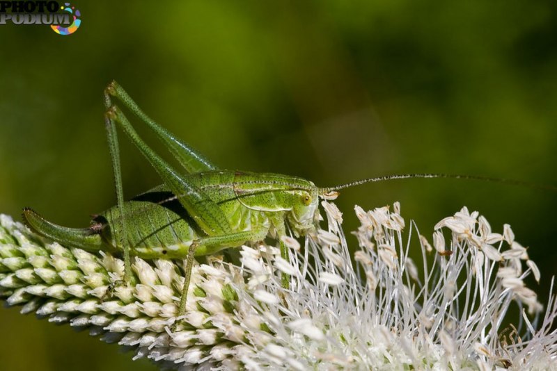 Дыбка Степная Утриш
