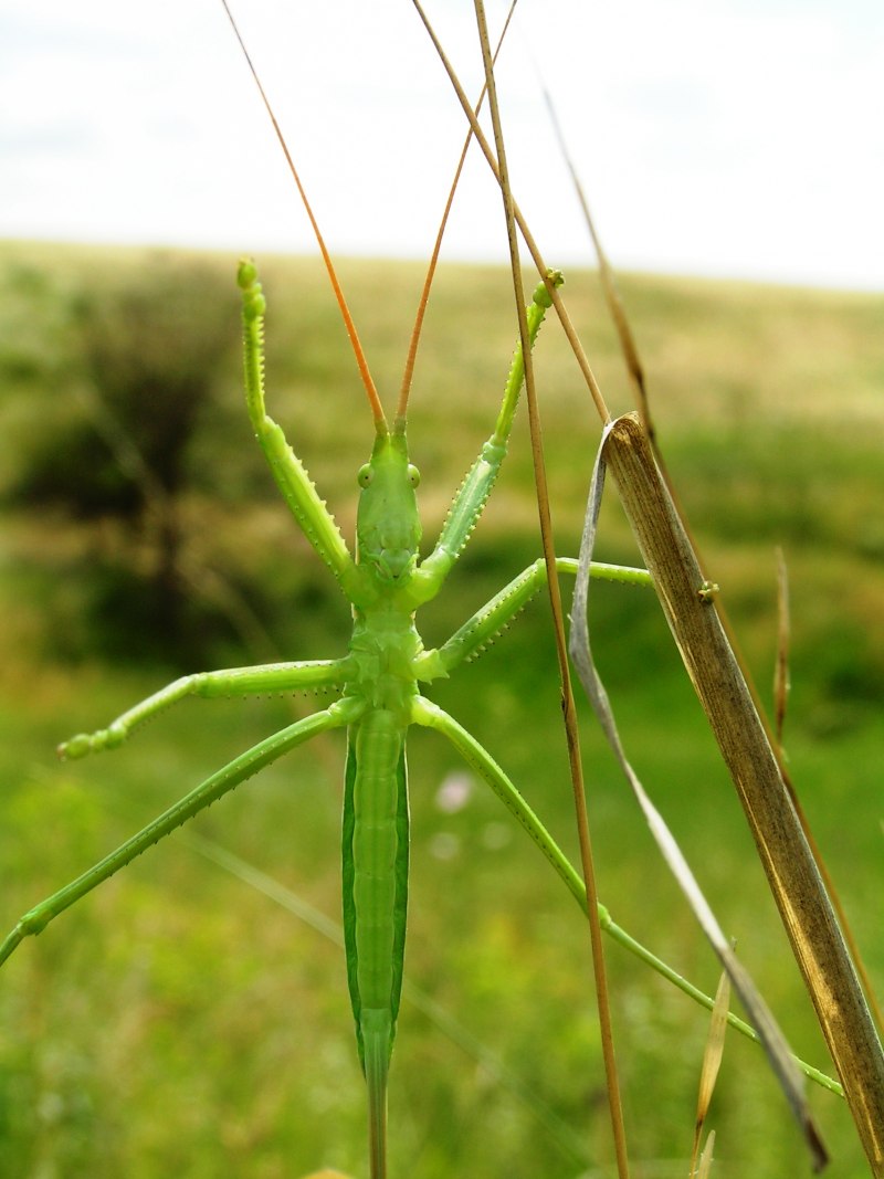 Кузнечик Дыбка