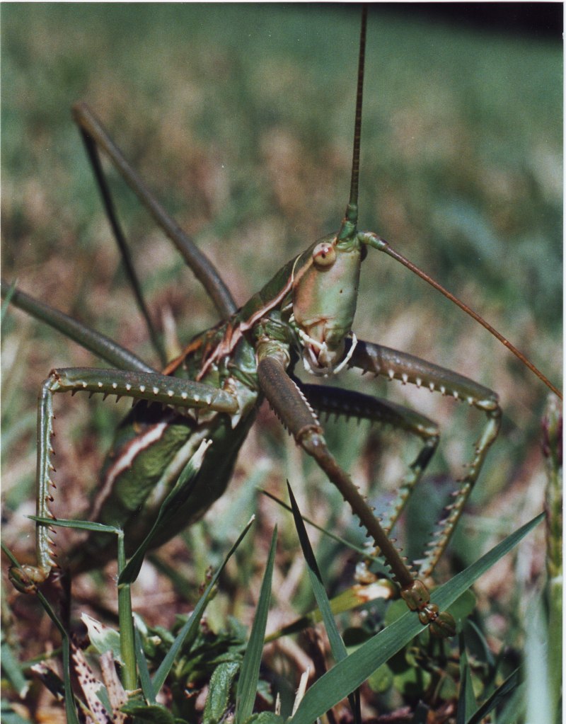 Кузнечик тетигония зеленый