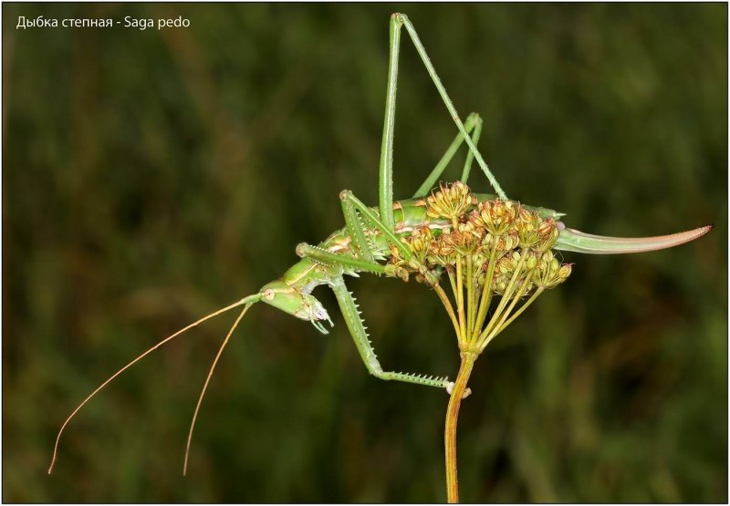 Дыбка Степная самец